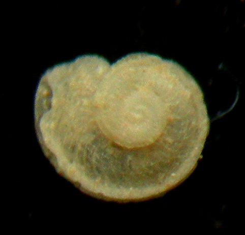 Anatoma affinis